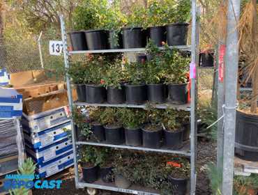 Repocast.com® | 48 x Roses Asst. Colors (2POT)