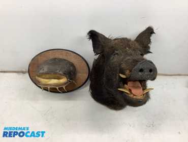 Repocast.com® | Lot of (2) RazorBack Animal Mounts,...